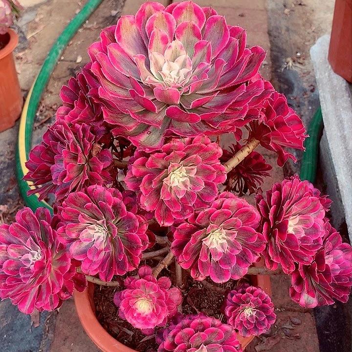 红超白，多肉植物