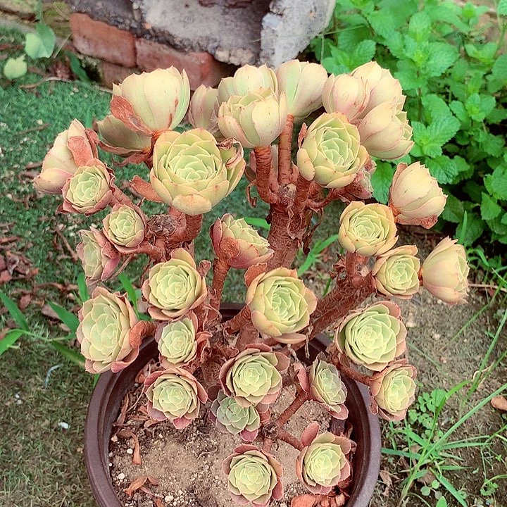 小朵朵万，多肉植物