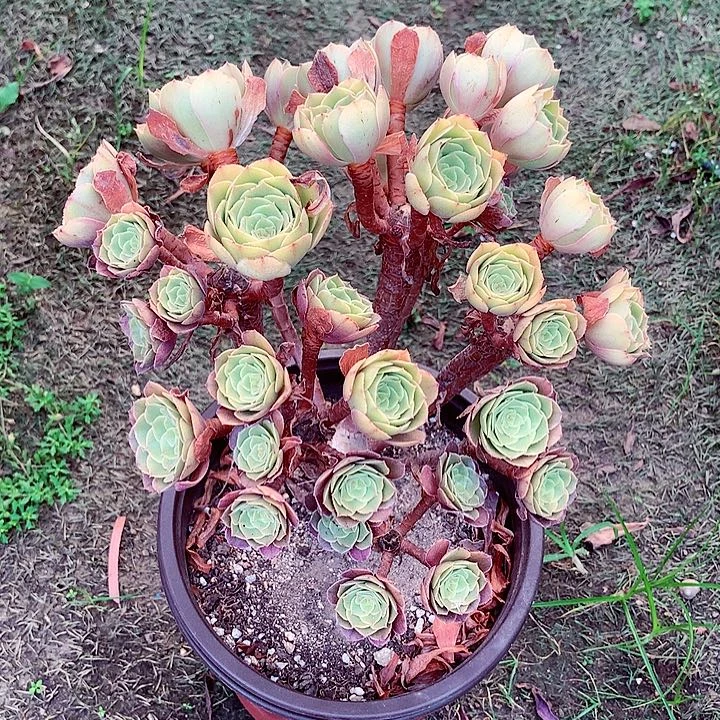 柠檬朵朵，多肉植物