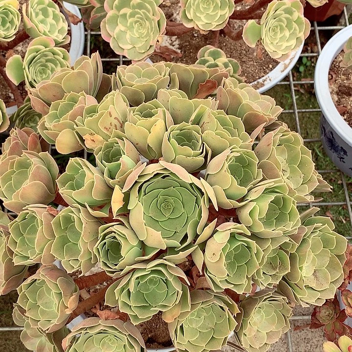 白凤中斑，多肉植物