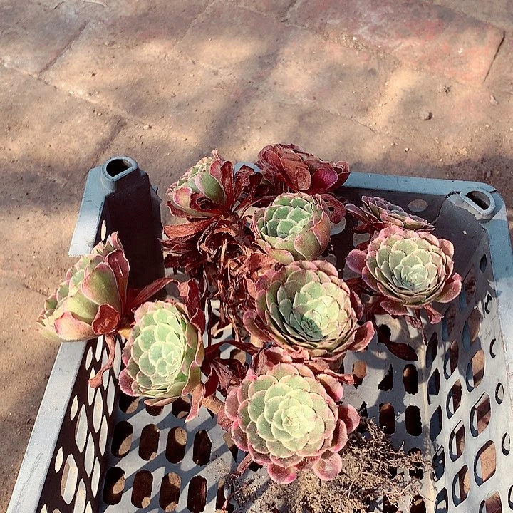 水墨老桩，不包损