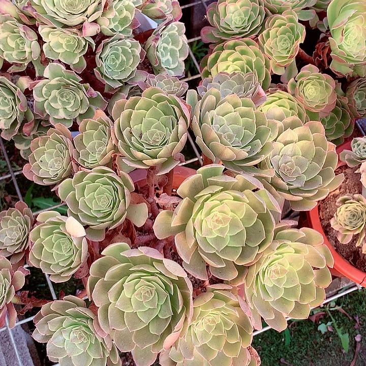 万绿丛林，多肉植物