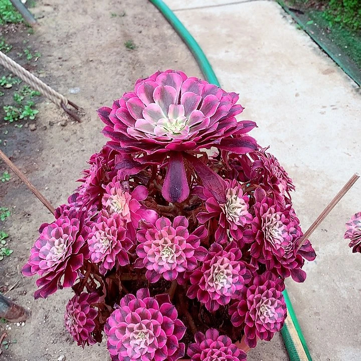 小*红超白，多肉植物