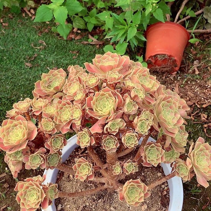 韶华老桩，多肉植物
