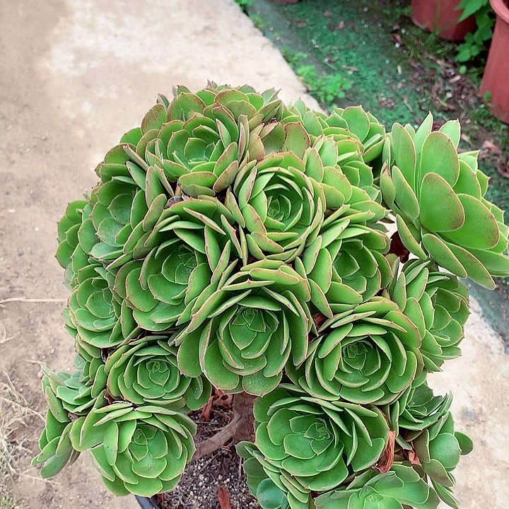 万包子，两单包邮