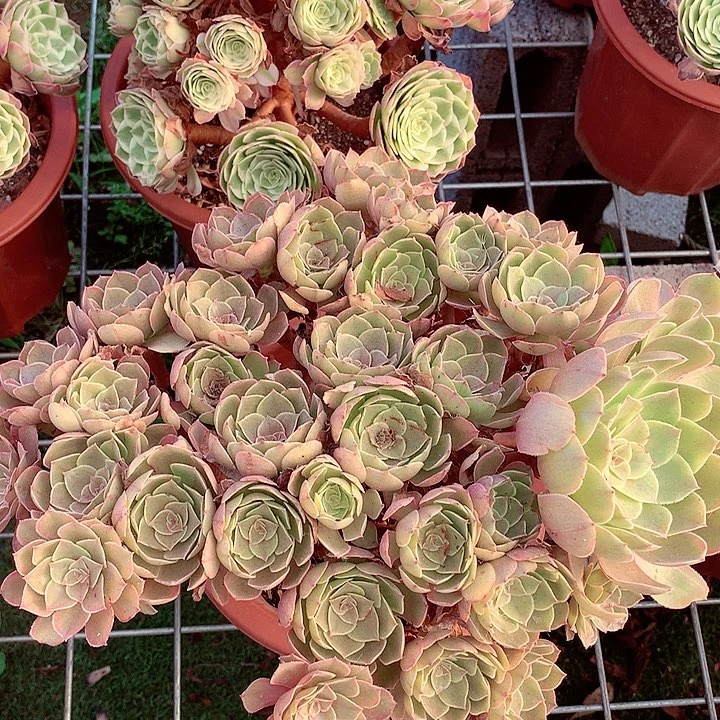 丛林朵朵，不包损