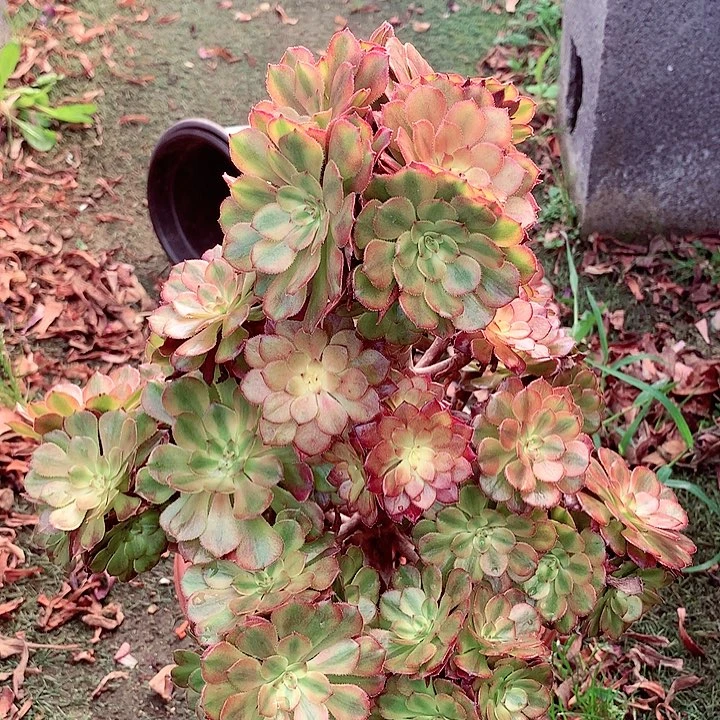 摘心美亚，两单包邮