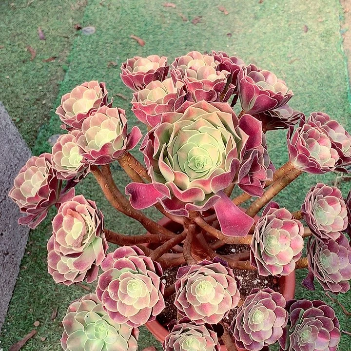 花纳锦，多肉植物