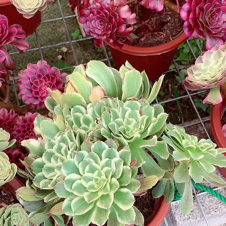 碧浪捧花,多肉植物