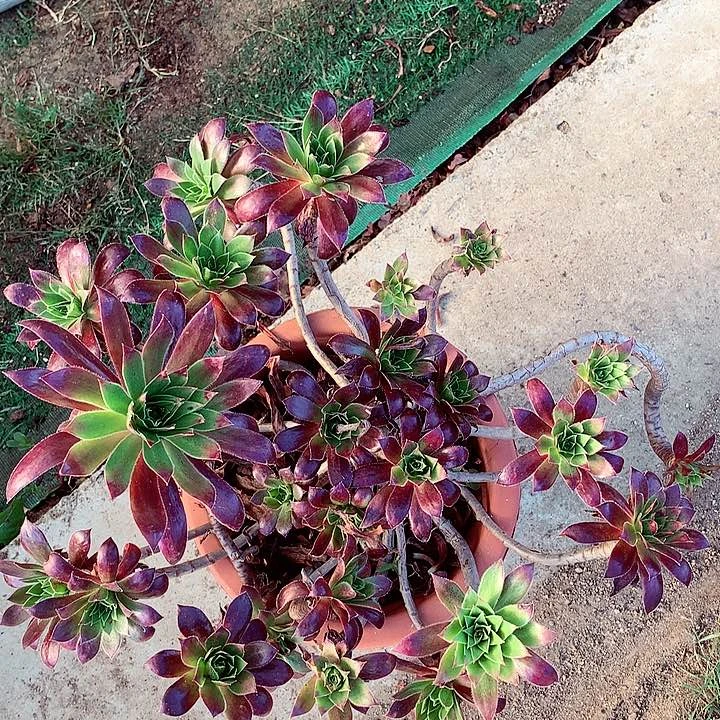 孔雀老桩，两单包邮