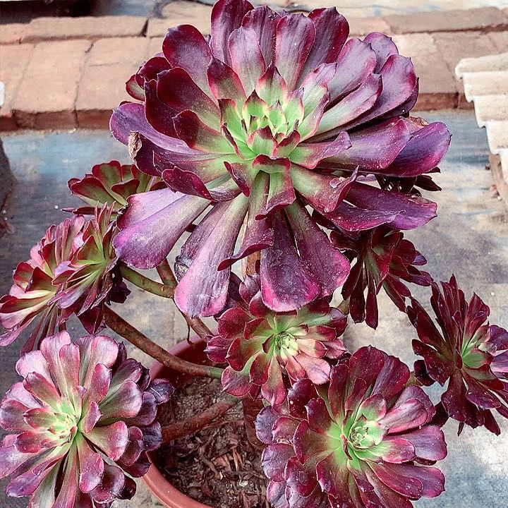 红枫，美姬的变异