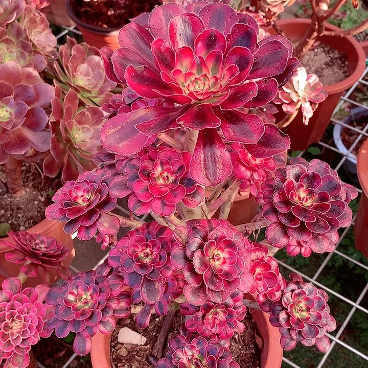 丽娜锦，多肉植物