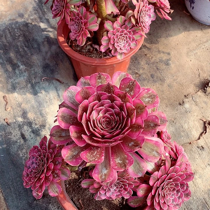 白月光，多肉植物