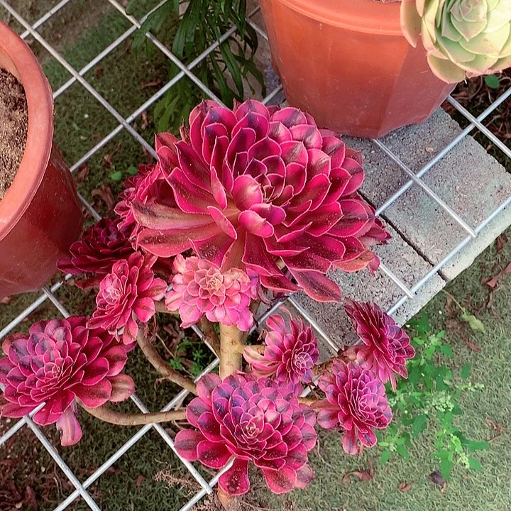 黑超白,多肉植物