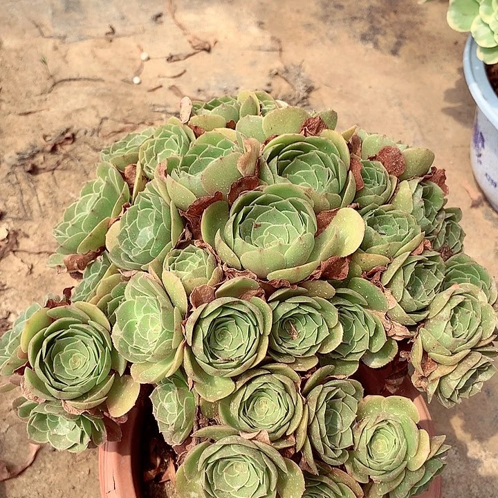 万圣节，多肉植物
