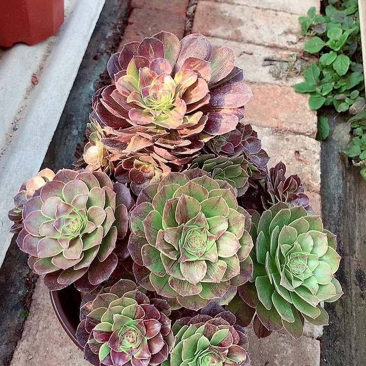 家**贝花月夜,多肉植物
