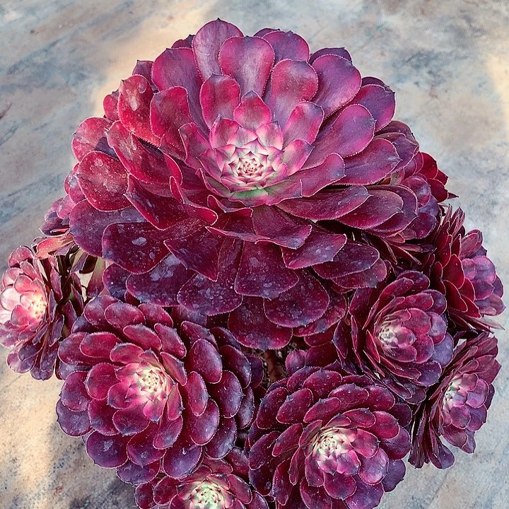 月蝉捧花,多肉植物
