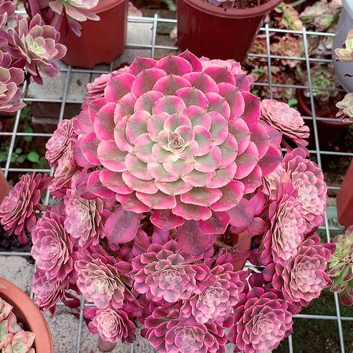 红超白，多肉植物