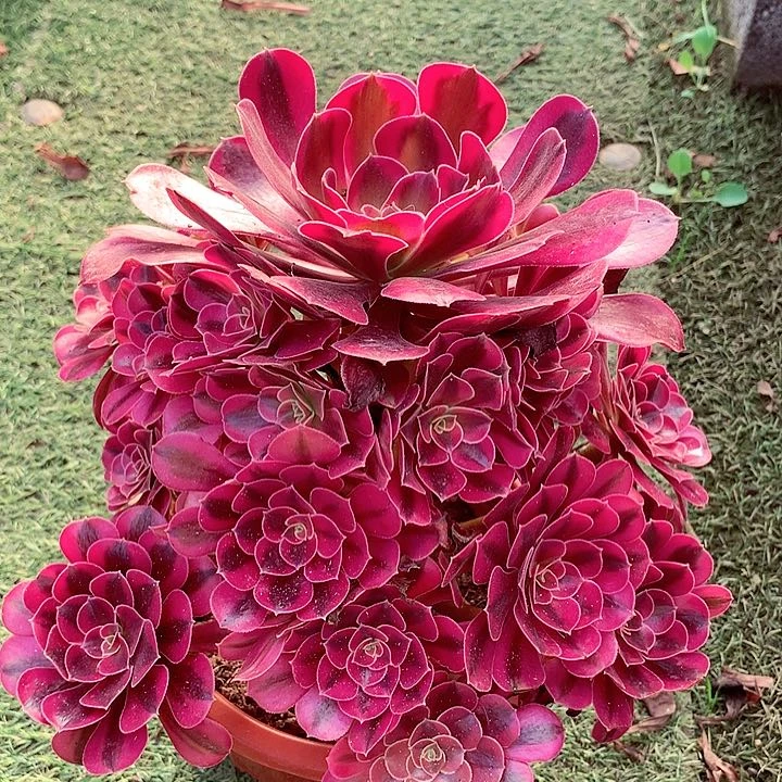 美杜莎,多肉植物