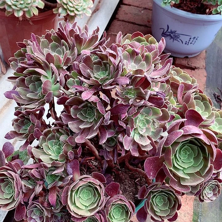 赤霞飞，多肉植物