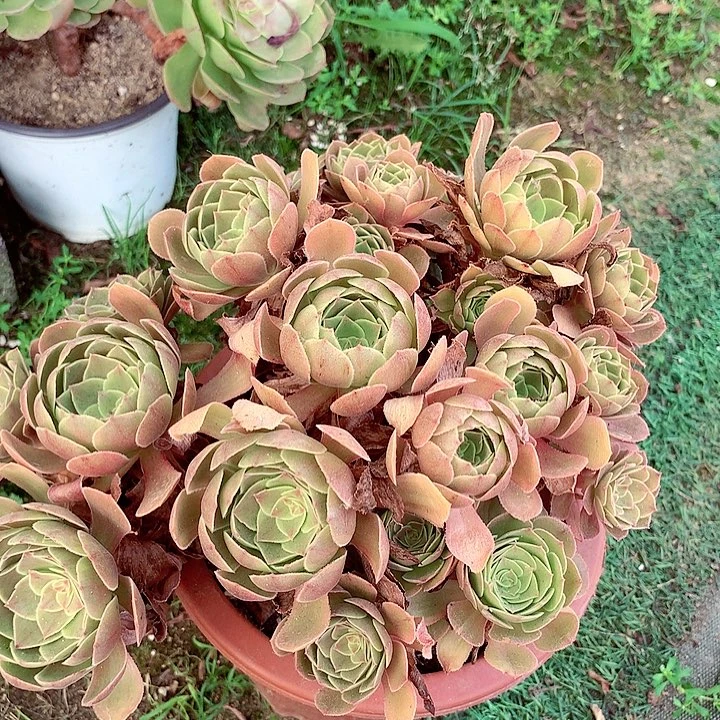 万绿老桩，多肉植物
