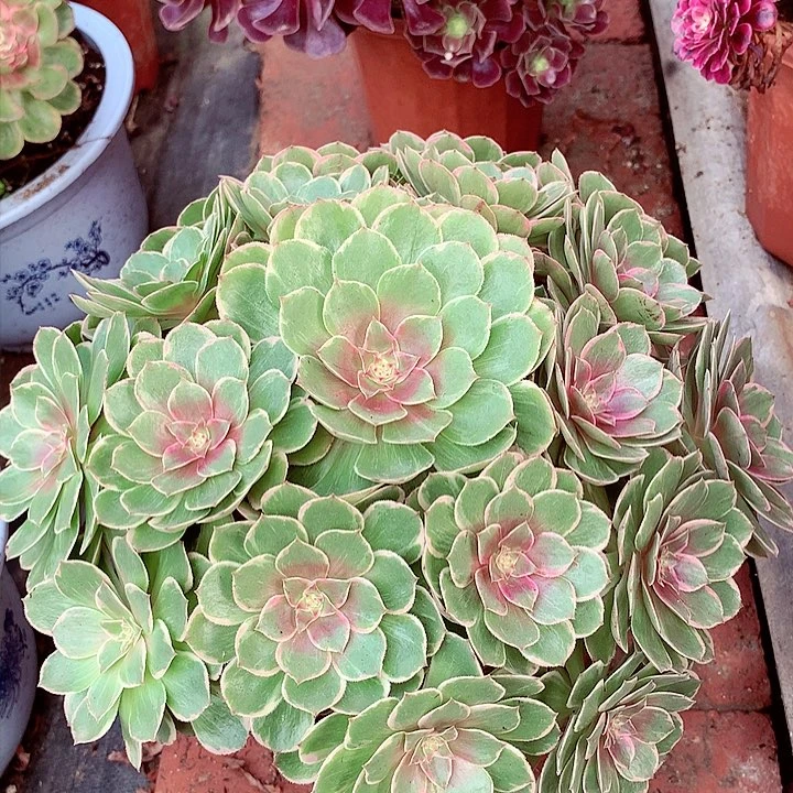 莲花座，多肉植物