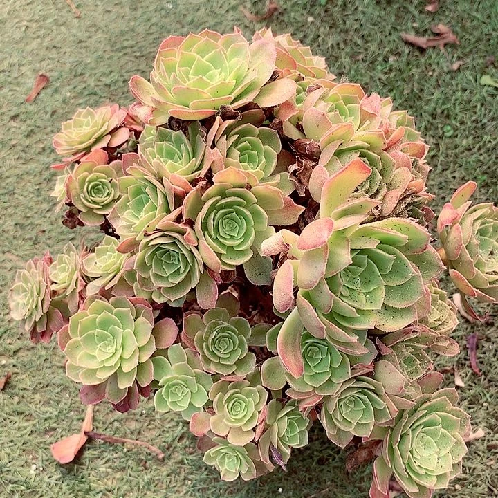 万黄锦,多肉植物