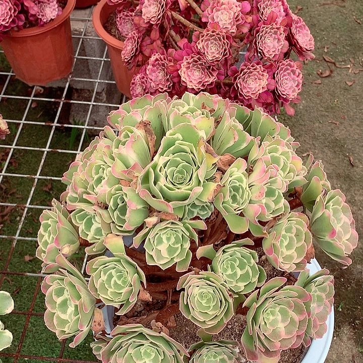 福利大白凤,多肉植物