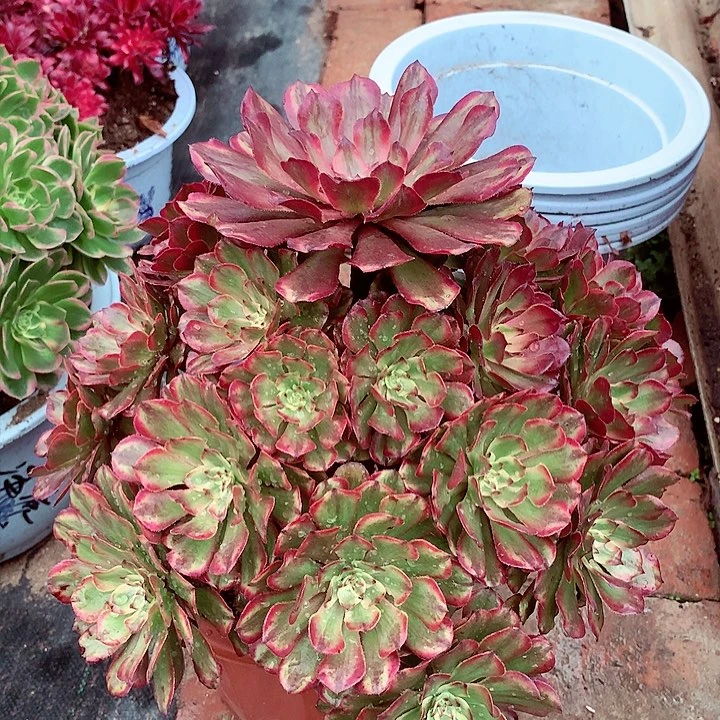 奥黛丽，有瑕疵，看好下单