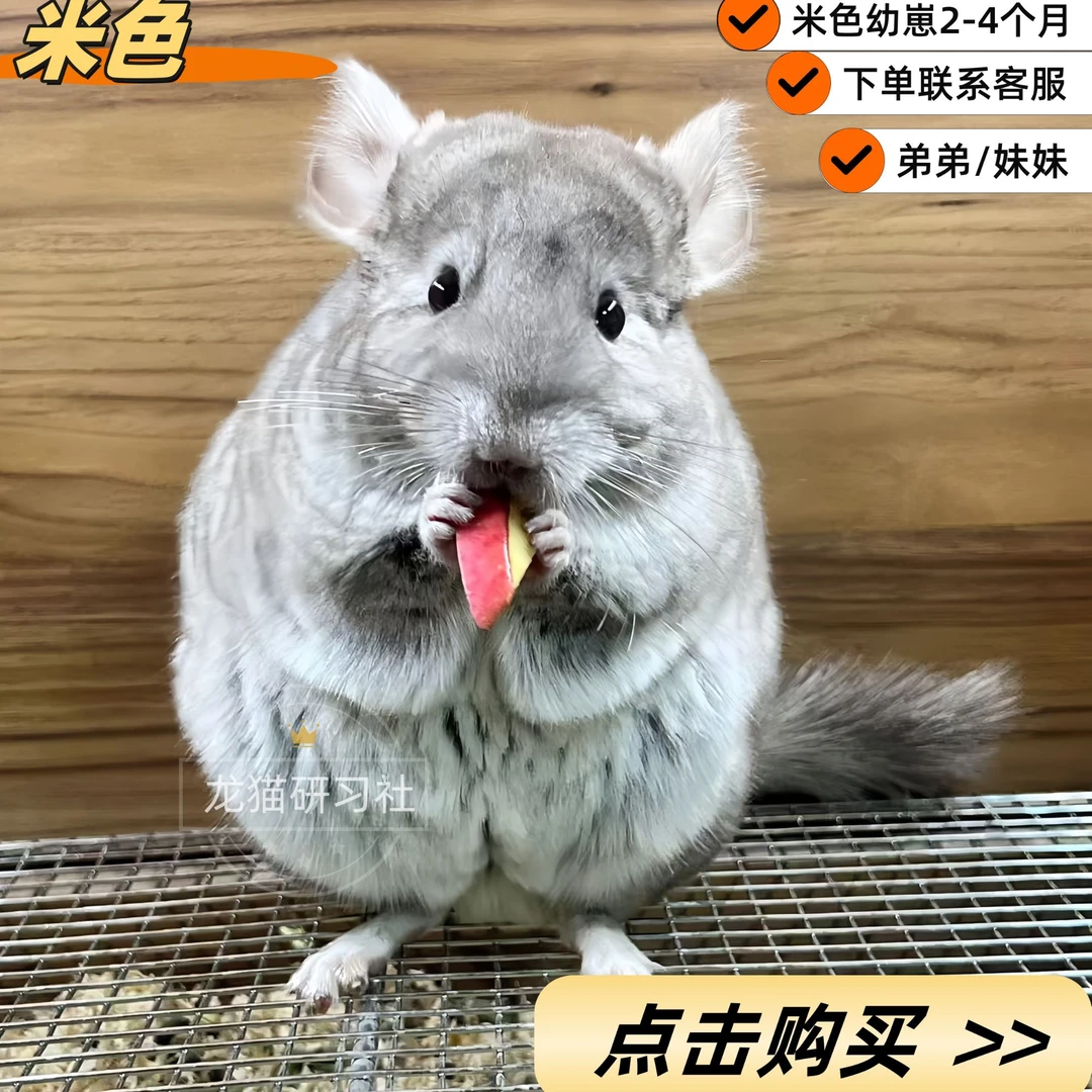 活体宠物龙猫弟弟宠物龙猫（一猫一拍，拍下请联系客服）