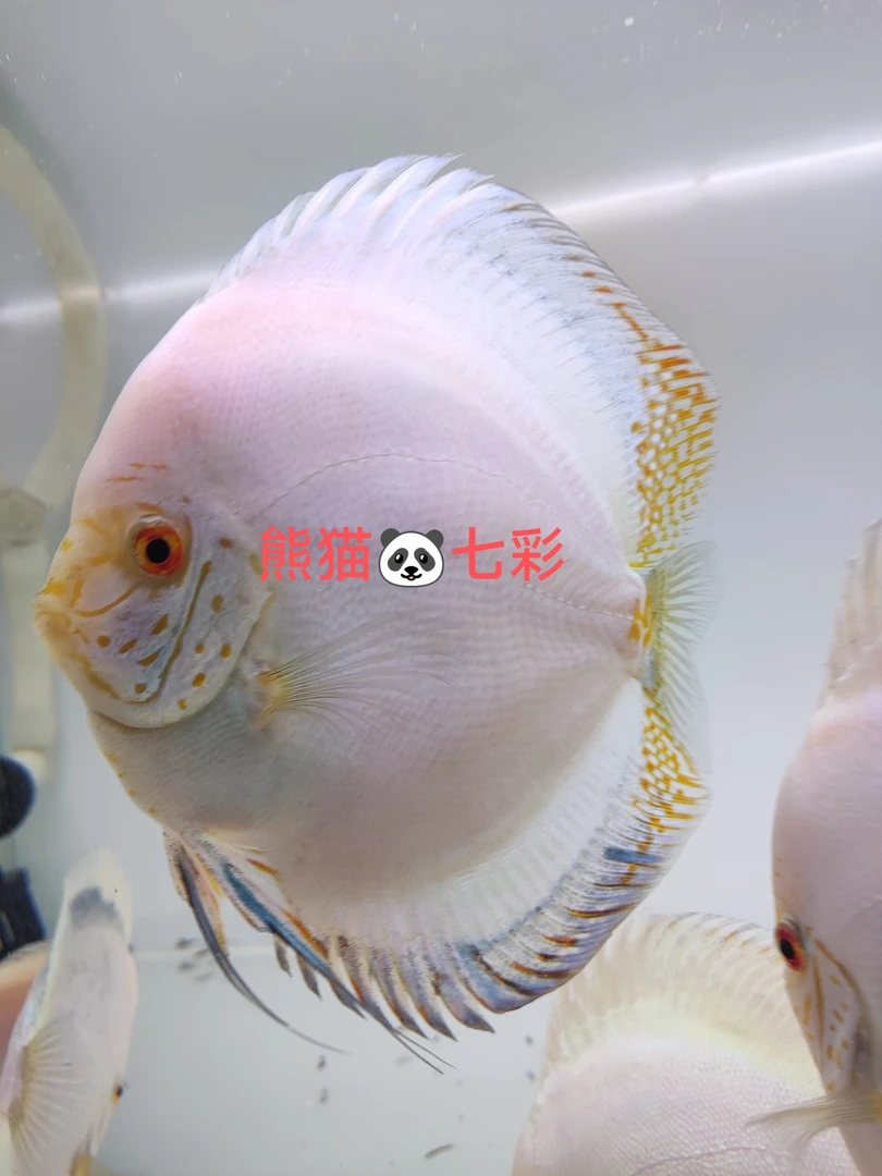 白蝴蝶七彩神仙鱼繁殖种鱼活体鱼苗自来水