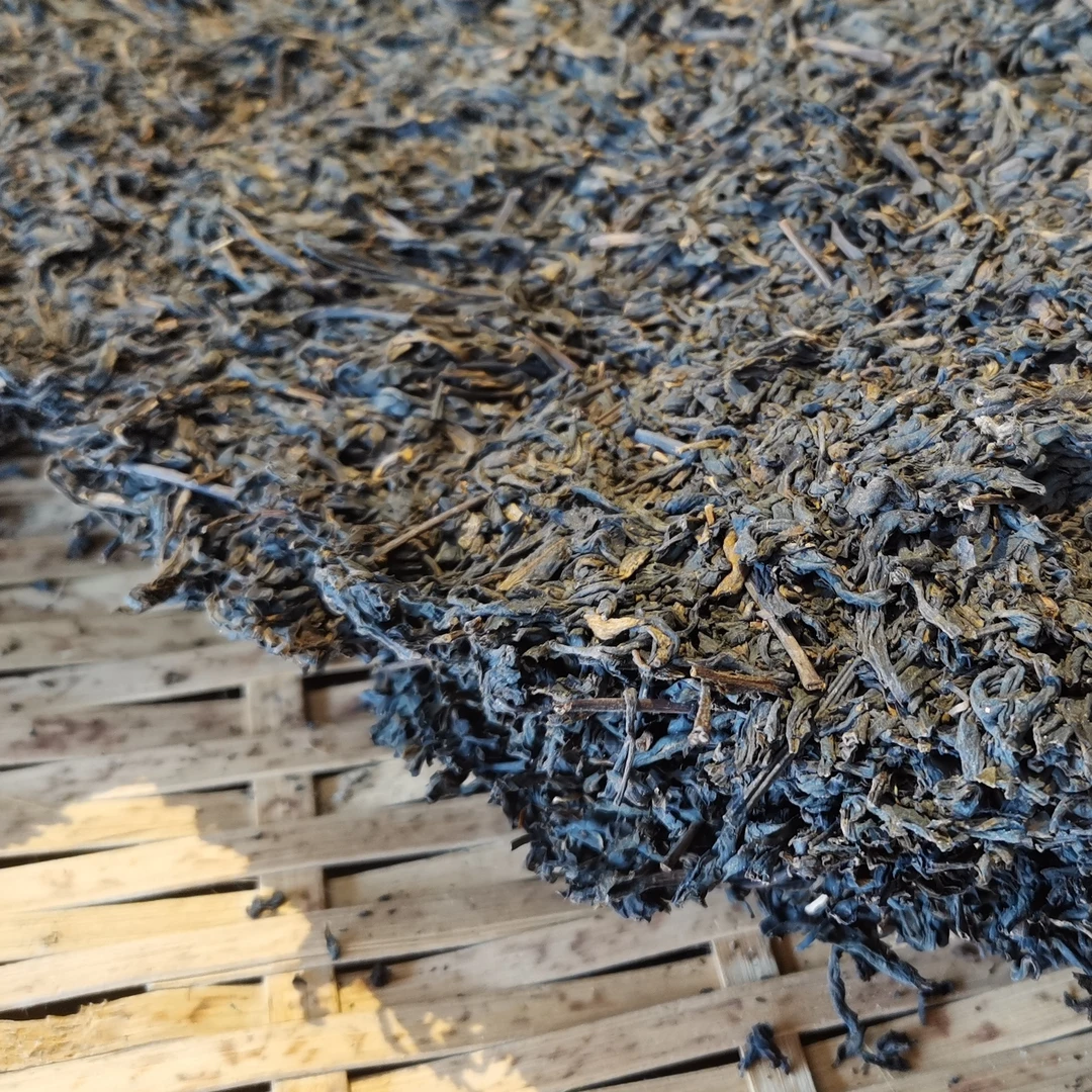 2008年老树宾榔香六堡茶 茶气十足，甜润清爽