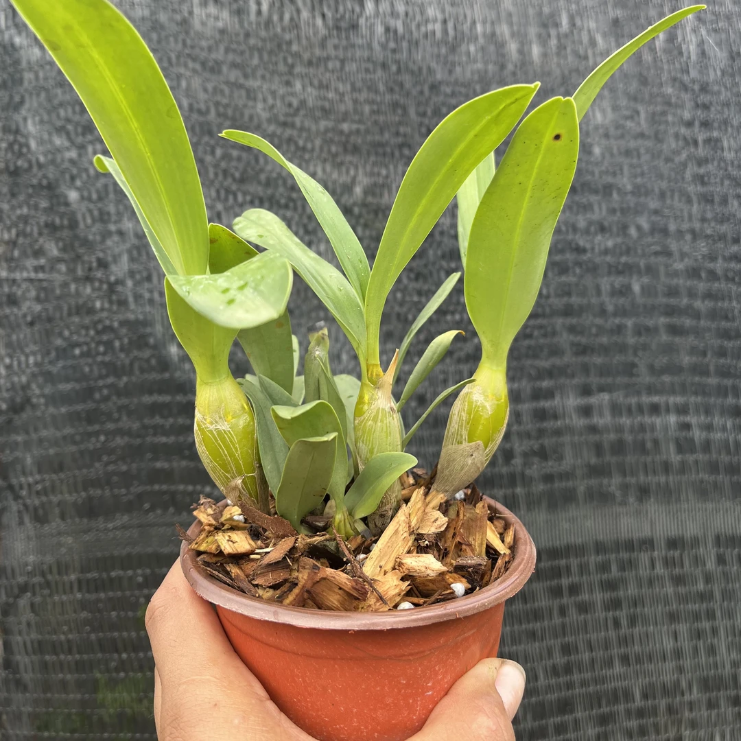 斛雅轩栗斑鼓，直立性好，花期更长，香味更浓