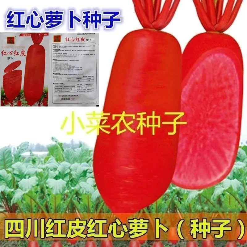 凤梨红心水果萝卜种子红皮满堂红心里美萝卜籽种子春秋四季播蔬菜
