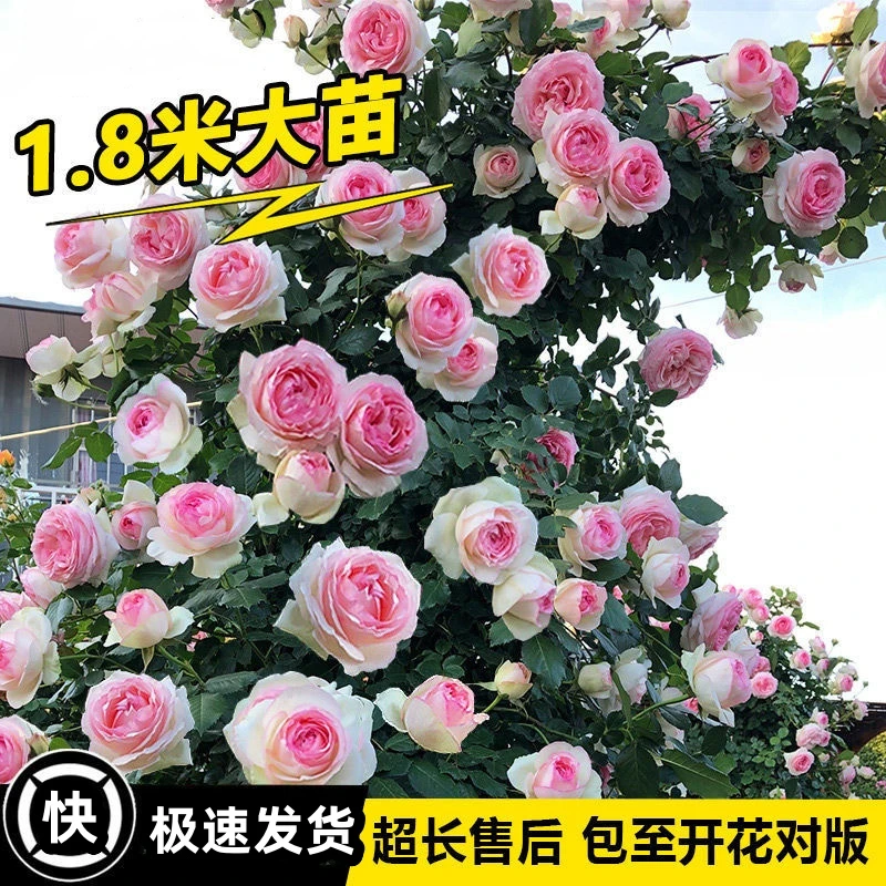 爬藤月季特大四季开花藤本月季蔷薇花苗爬藤庭院大花阳台花卉盆栽