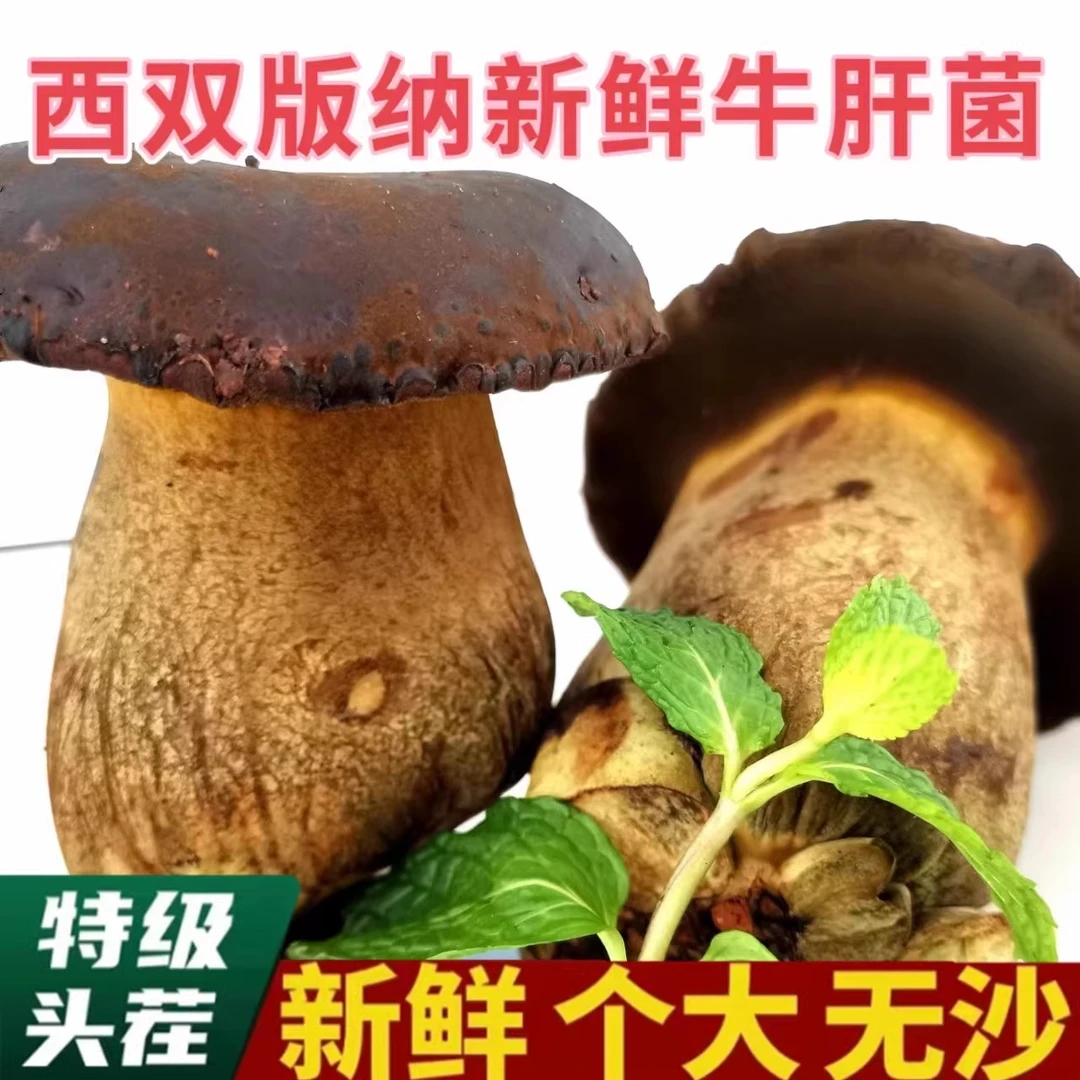 新鲜黑牛肝菌云南特产新鲜牛肝菌食用菌菇