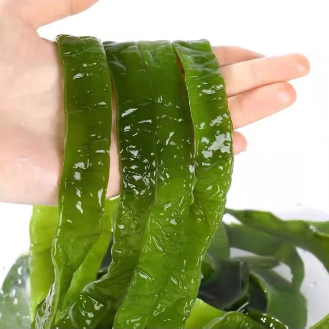 【晨妈专属】大连新鲜盐渍海白菜裙带菜梗条5斤/箱优质美味品质