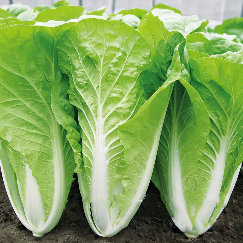 快菜种子小白菜籽四季小白菜春秋冬季青蔬菜种籽大全四季种植简单