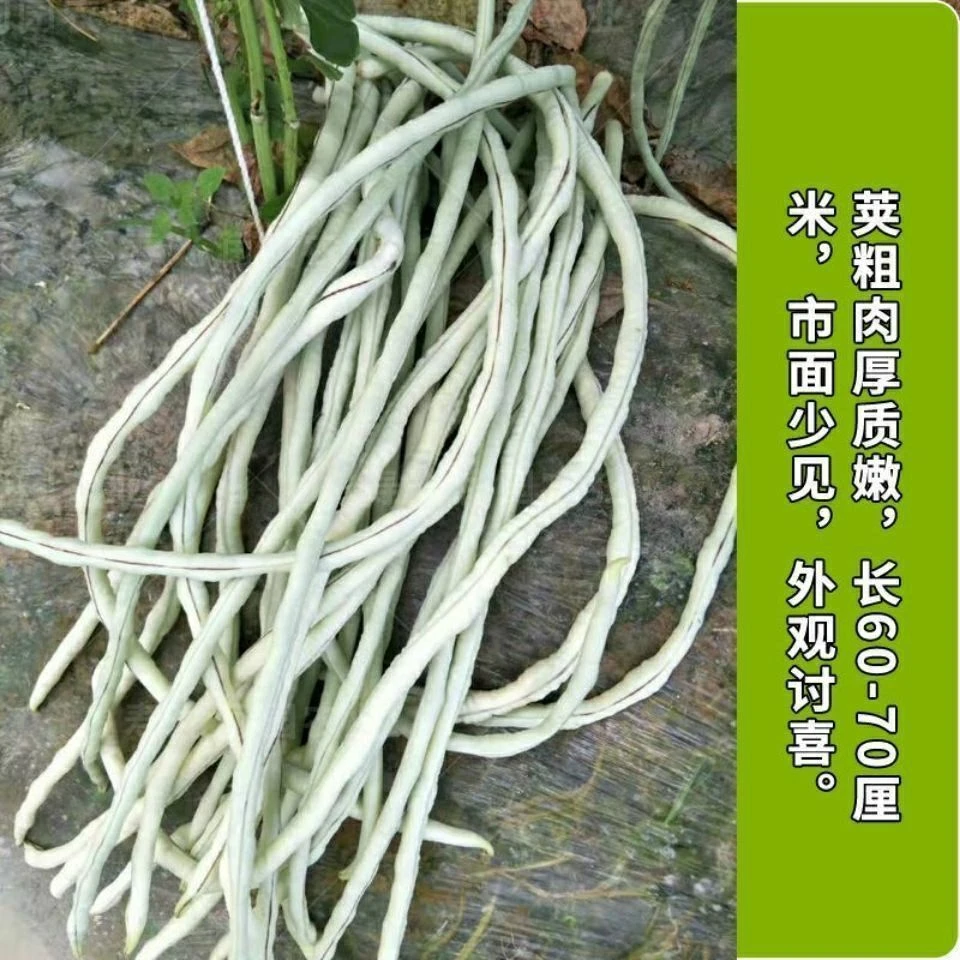 【当季新种】八月白豆角 白豇豆 上架豆角四季长豆角白玉豆角白色籽