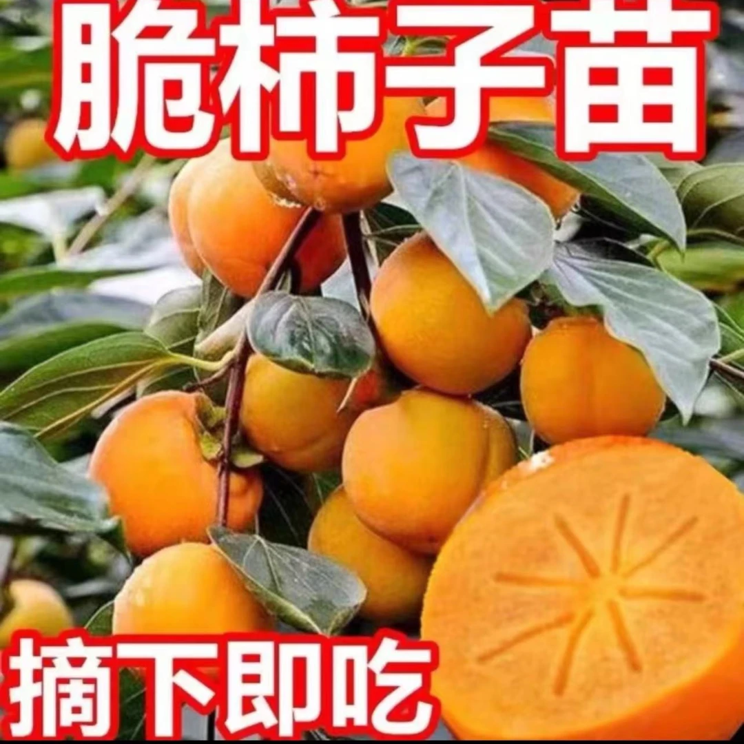 【4-5年苗】阳丰脆甜柿子树苗盆栽地栽嫁接柿子树南方北方种植包邮