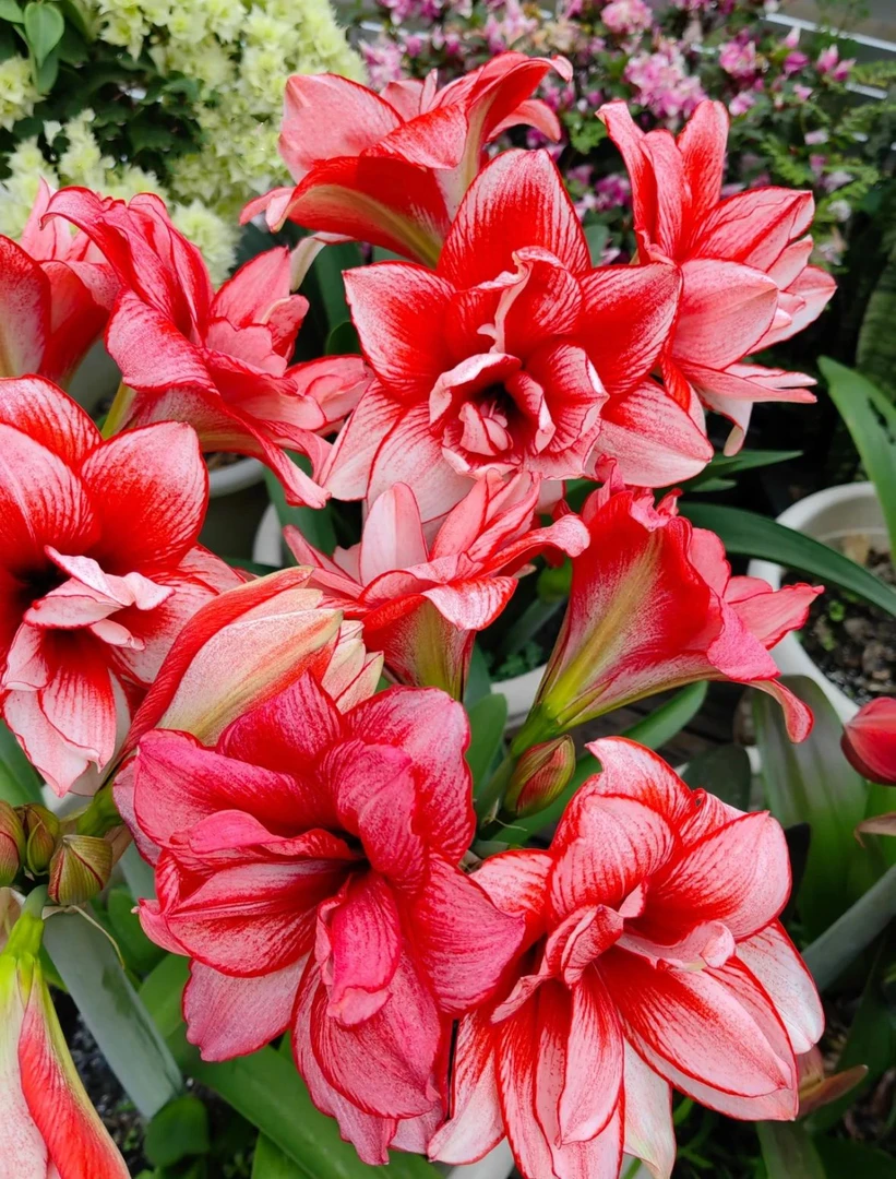 朱顶红花卉-鬼魅阳台好养一颗包邮