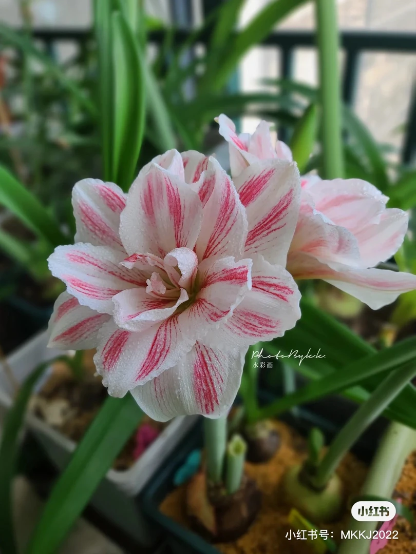 进口荷兰朱顶红庭院阳台四季好养种球花卉水彩画30/32