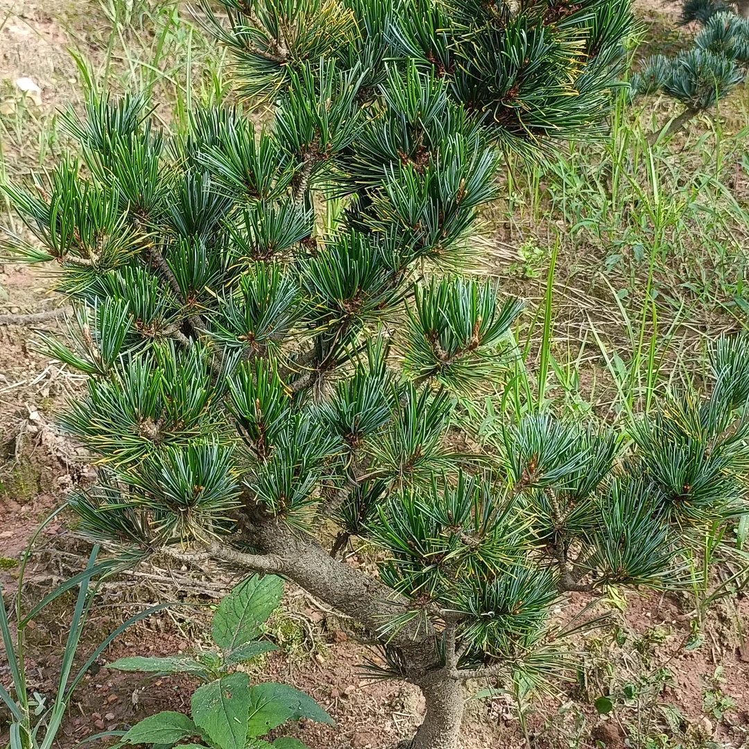 五针松小苗基地直销打弯小松苗景观苗木批发零售南北可栽异型盆景