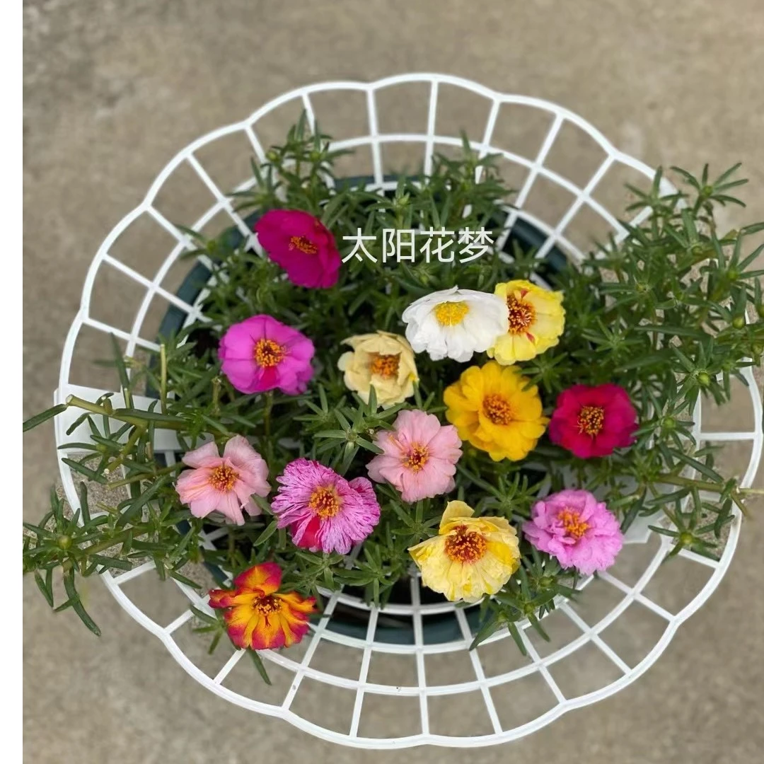 太阳花草莓防倒伏花架花架