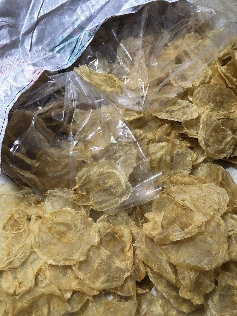 广东汕头甲肚鱼胶