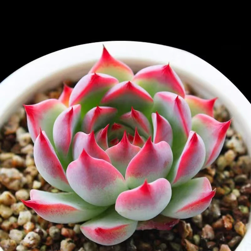 多肉植物水蜜桃吉娃娃超萌肉肉网红新手好养室内阳台绿植花卉盆栽