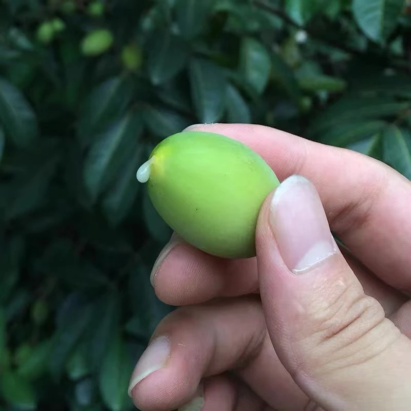 2025新橄榄 自家果园  现摘现发 适合煲汤 1斤装包邮 新鲜食用