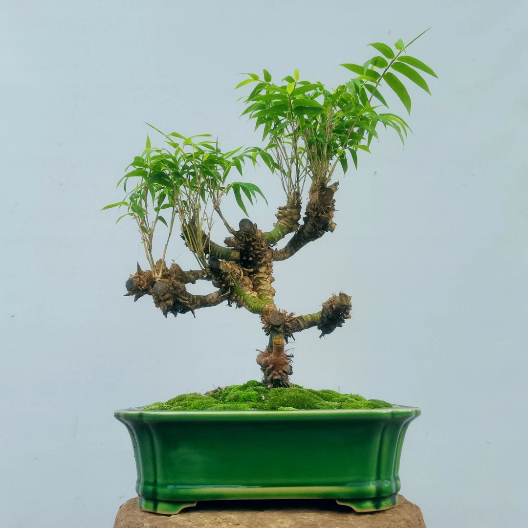 小叶青龙竹茶座摆放