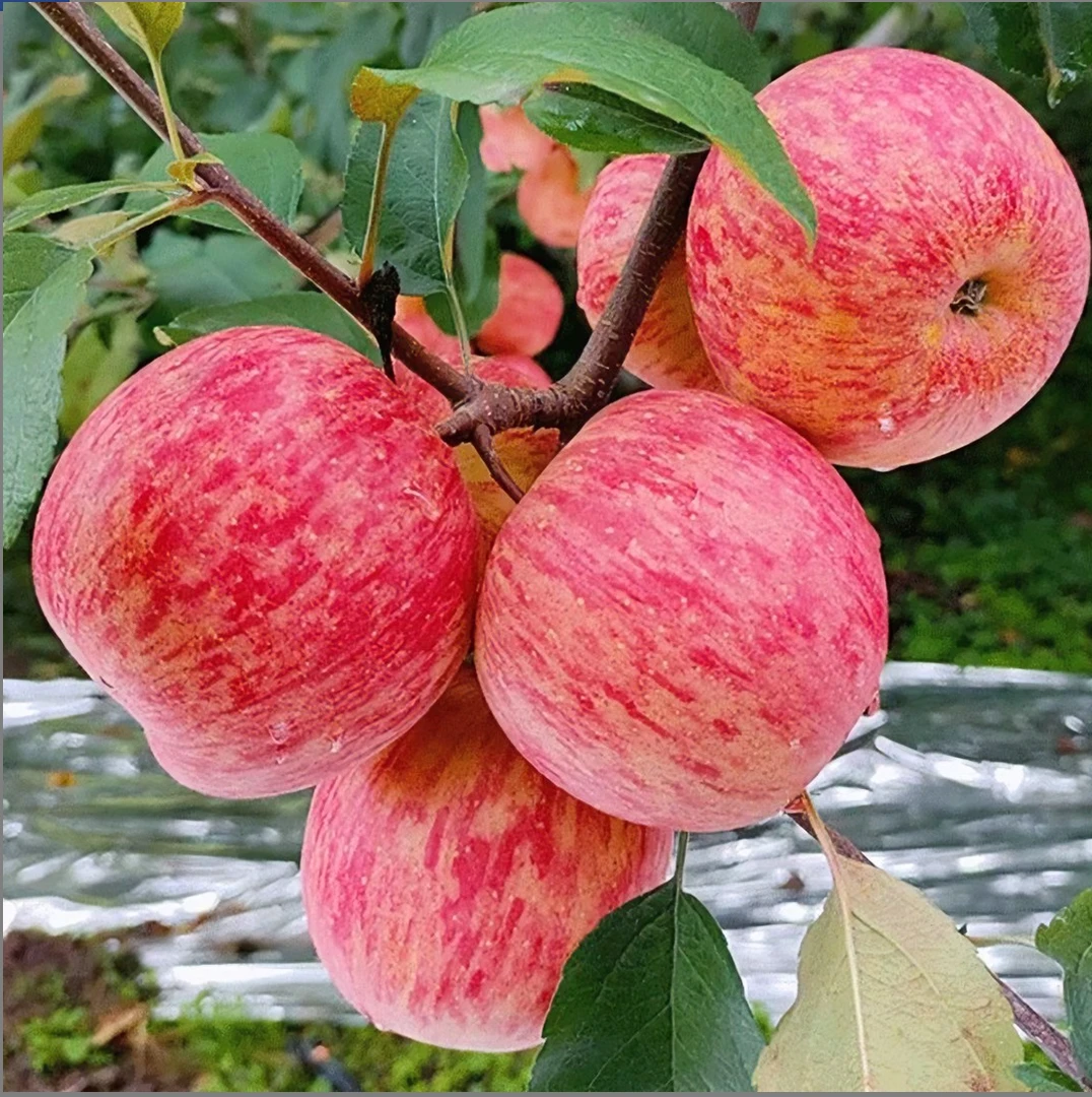 头茬苹果红富士新鲜水果当季新鲜苹果