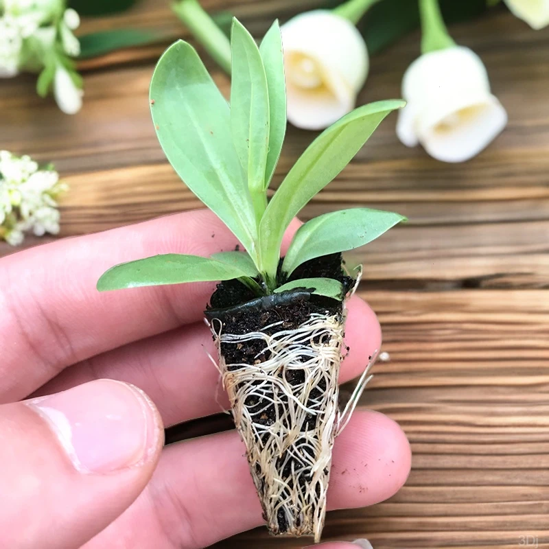 洋桔梗花苗易活花苗四季阳台庭院发货种植甄选基正宗基地直销绿植